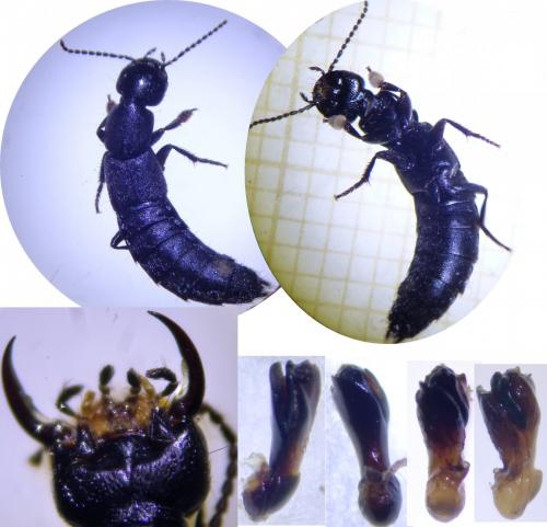 Réf. 248 857 : Tasgius globulifer
